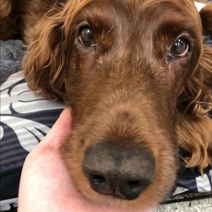 Meet your Posher, Isabelle